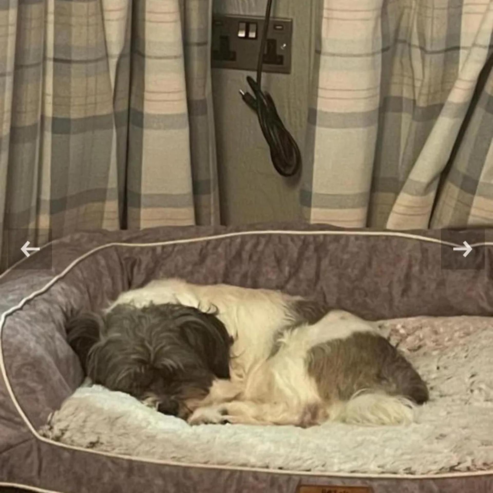 Luxury Family Beechwood Lodge With Hot Tub Lochwinnoch Esterno foto